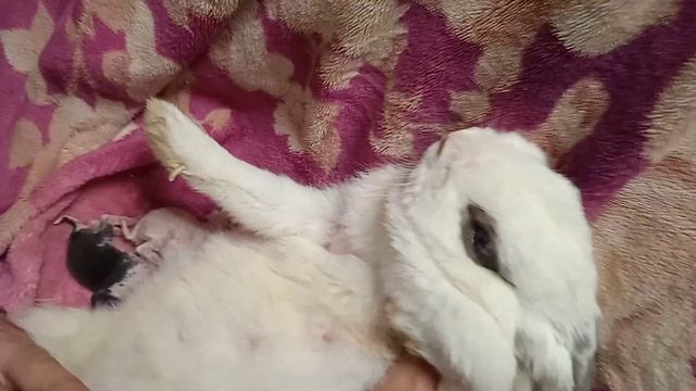 Умерла крольчиха Рыжуха при родах. Два малыша выжили. Кормим. смотреть онлайн