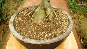How to make Adenium Bonsai tree | Best Bonsai for beginners