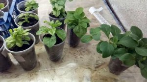 Обзор стеллажа с петунией и другими растениями 02.02.2020