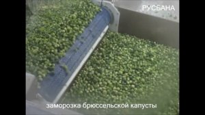 Низкоконкурентная ниша по заморозке брюссельской капусты