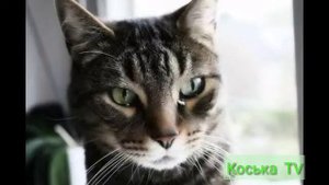 У кота слезятся глаза. Почему у кошек слезятся глаза? Чем лечить?