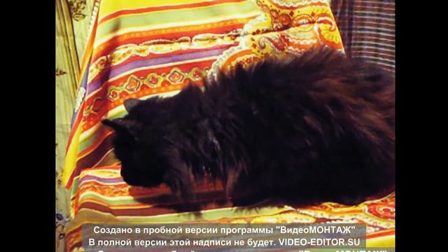 Чёрная кошка - когда я стану кошкой смотреть онлайн