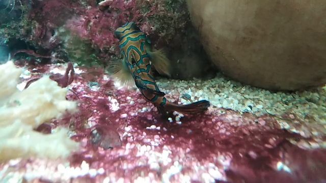 Болезни рыбок в морском аквариуме мандаринка два пятна сбоку смотреть онлайн