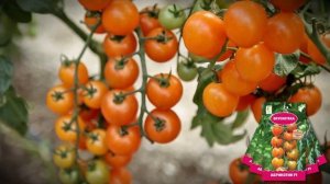 Суперурожайный черри томат с необыкновенным фруктовым вкусом!