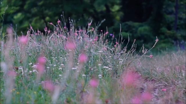 Helios 44m Sony a58 смотреть онлайн