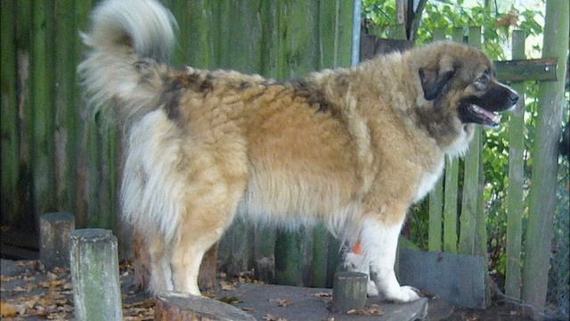 Кавказская овчарка, Д-У в Германии смотреть онлайн