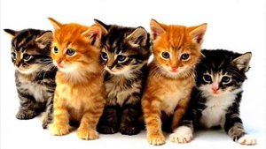 Фото котят! Лучшие фото для детей!