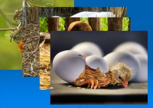 Перелетные птицы. Лексико-грамматическое занятие.