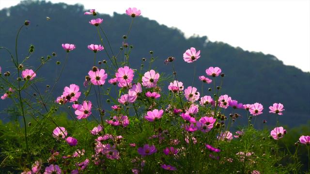 Relaxing Sleep Music • Soft Piano Music, Sleeping Music, Sweet Dreams | bindnature смотреть онлайн