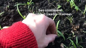 Теплица зимой. Что посадить в теплицу осенью. Без отопления.