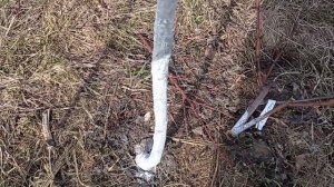 Несовместимость привоя и подвоя Персика, что делать?