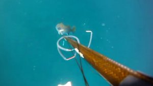 Подводная охота на Чёрном море, Б  Утриш   2