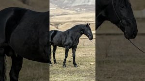 Жеребец Карачаевской породы Хантер 🏔️🦅