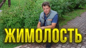 Жимолость, все от посадки до легкого сбора урожая или жимолость мечты