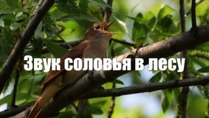 Звук соловья в лесу