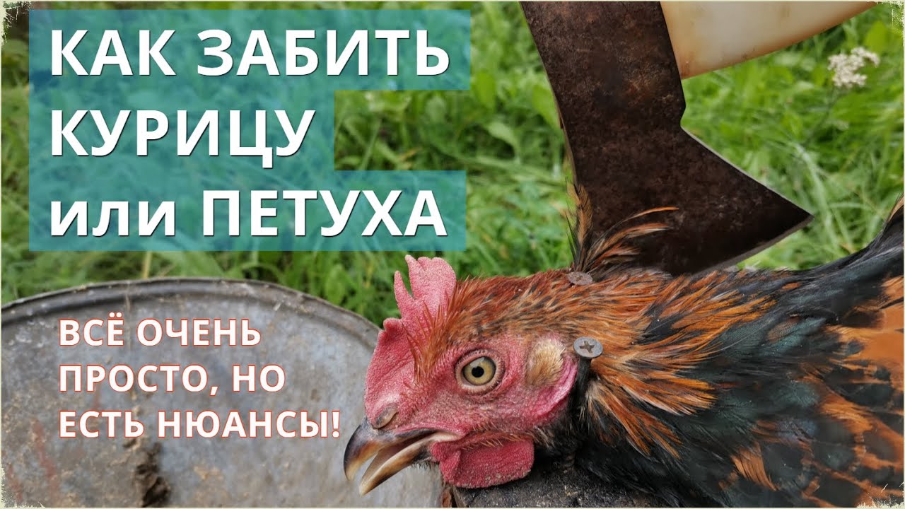 Как забить курицу