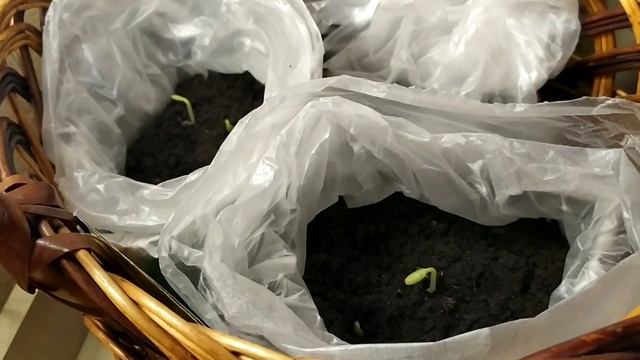 Огурцы уже в мае, отвечаю на комментарии. (часть 2)
