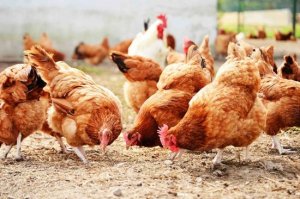 Когда нужно глистовать Кур? Глистогоним кур с наименьшими потерями.