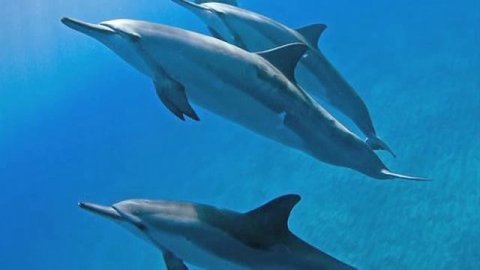 Хо'опонопоно