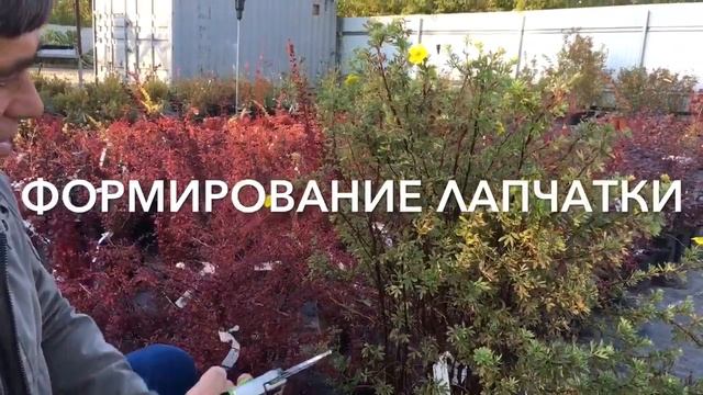 Лапчатка - формирование растения