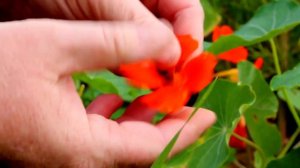 Edible Flowers: Nasturtium Benefits