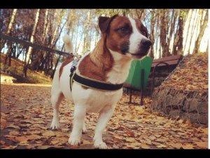 Операция в прямом эфире - Кастрация (орхифуникулэктомия)