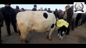 СОМГОР МОЛБОЗОРИ 9 01 2021Й