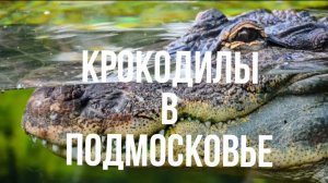 Крокодилы в Подмосковье Коломна Московская область