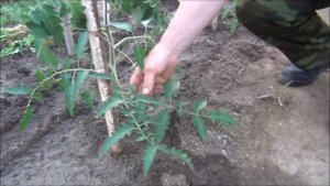 ПОМИДОРЫ. Подвязка и пасынкование. Наш опыт