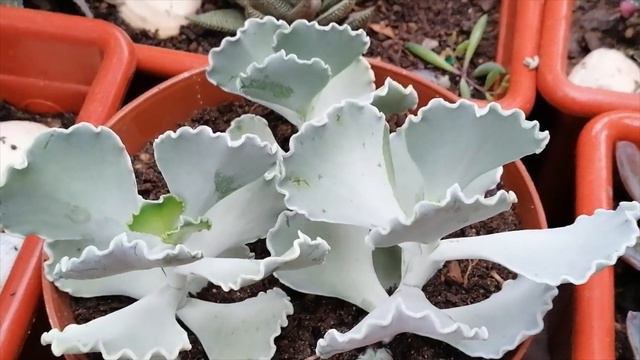 MUITAS MUDINHAS VASO SUPER CHEIO DE ECHEVERIA CARUNCULATA смотреть онлайн