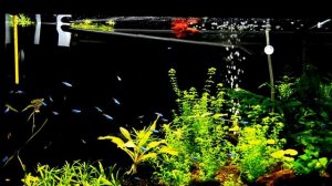 когда неонов много