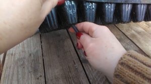 Рассада виолы. Что получилось