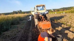 КОПАЕМ КАРТОШКУ ТРАКТОР ЮМЗ КОПАЕТ КАРТОФЕЛЬ КОПАЄМО БУЛЬБУ #vseklevo #синийтрактор #тракторбеларус