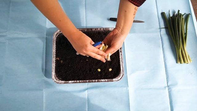 Как бесплатно вырастить лук на перо. Life hack быстро и не дорого. Лук на окне. смотреть онлайн
