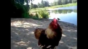 шёл бы ты отсюда петушок