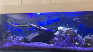 Цихлиды Малави & арована