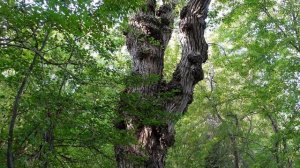 Как поёт Синехвостка Звуки Птиц Звуки Леса