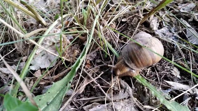 Нашествие виноградных улиток! смотреть онлайн