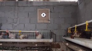 Содержание кур: клеточное или напольное? ? Что лучше?!