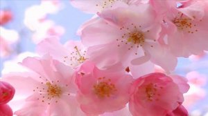 Tumi Bhaja Re Mana - The Mantra of Love by Manish Vyas