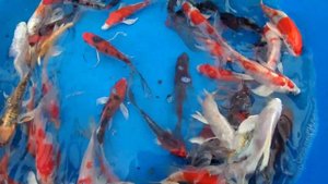 Карп кои Израиль. Вуалевый 14-15см.