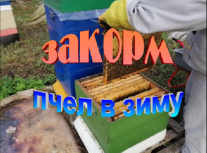 Закорм пчел в зиму. Сборка гнезда.