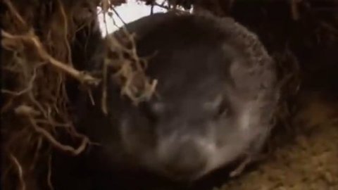 Грызуны Шустрые и пушистые