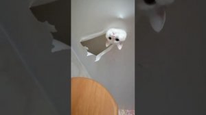 кот на потолке ?