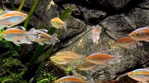 Тетра радужная, Конго голубой (Phenacogrammus interruptus)