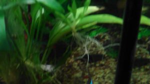 Кто там в зарослях подводных