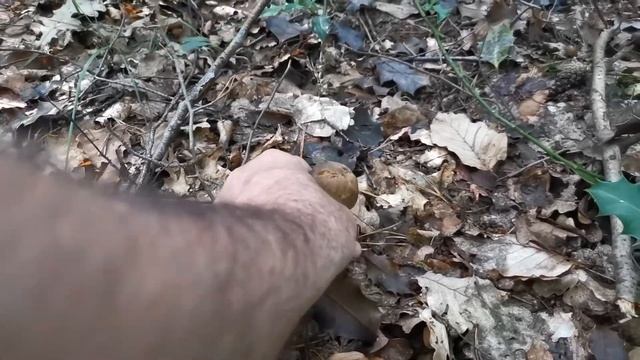 По грибы. Собираем подберёзовики.
