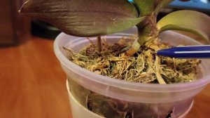 Болезни орхидей. Сухая гниль шейки фаленопсиса.