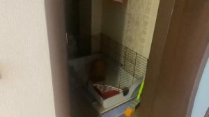 Вислоухий кролик дома! Это ужас!!!