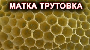 Дефект матки при облёте - либо пчёлы отрутневели.